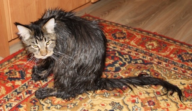 Мы завели кота.