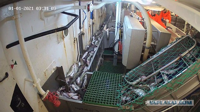 Мойва по 300 рублей! Это обещанный "прорыв"!? Почему в России такие "безбашенные" цены на рыбу?!