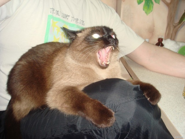 Фотожаба: Что с котэ?