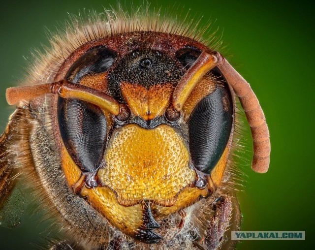 Про макросъемку и Tamron 90/2.8