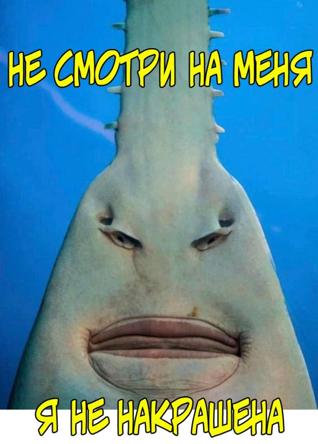 Весёлый полтишок 18.02