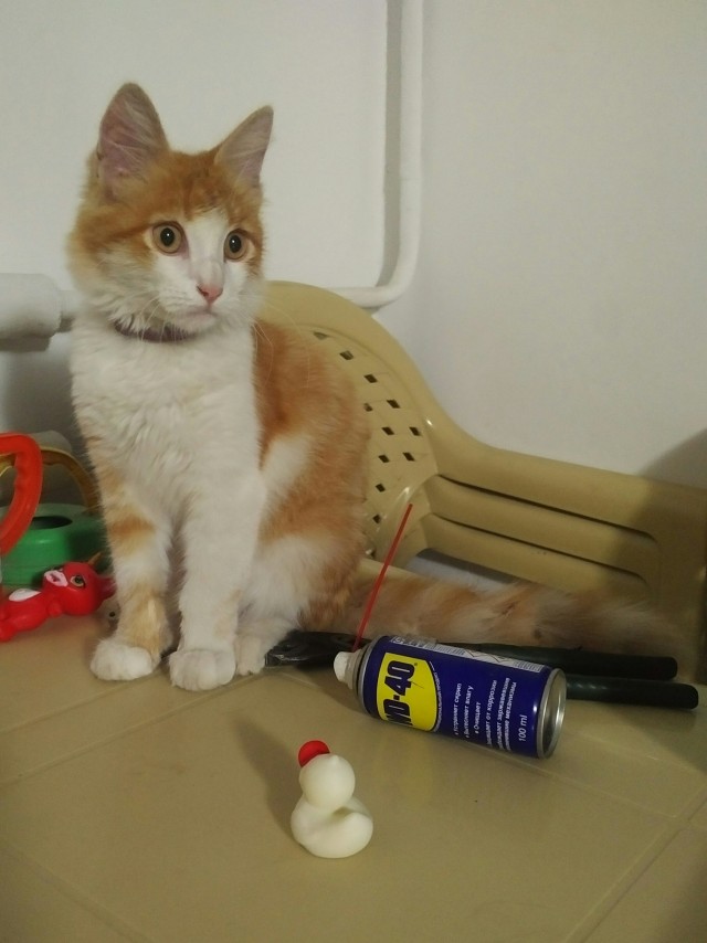 Обещание выполненно!