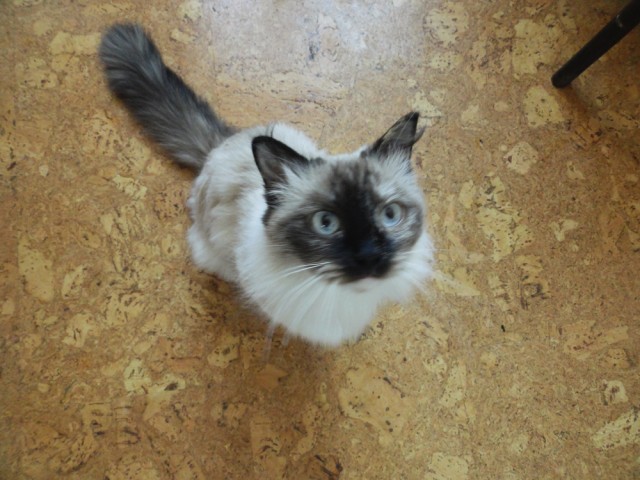 International одной книги., В память о Дженибеке.