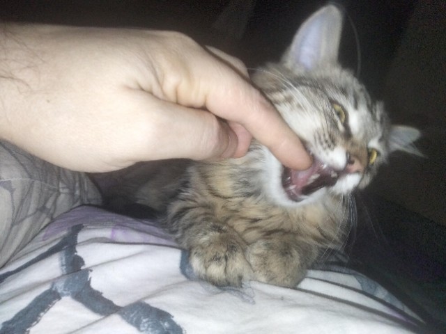 Котовторник. Февраль