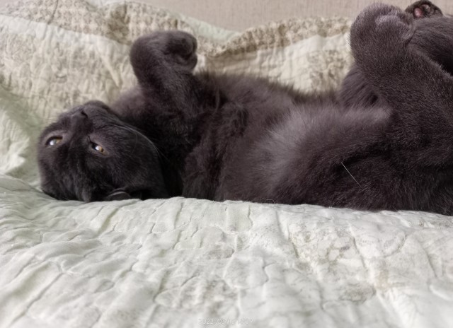 Котовторник вроде.