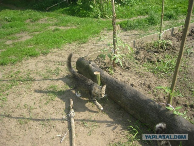 Жизнь домашнего приюта для котеек 398