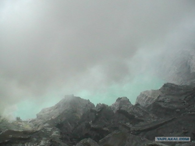 Они живут только 40 лет