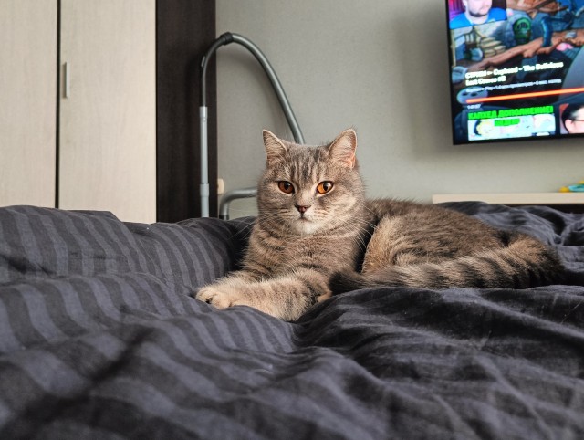 Котовторник! 16+ Коллеги-рабы, отмечаемся, у кого хозяину много лет!