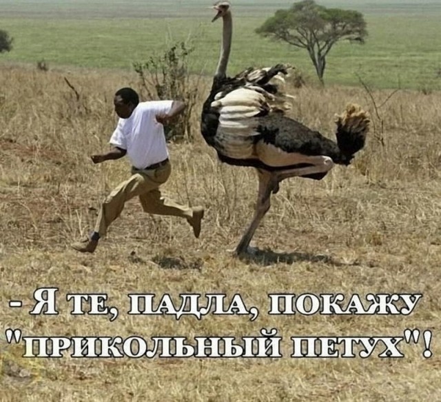 Отряд быстрого деградирования