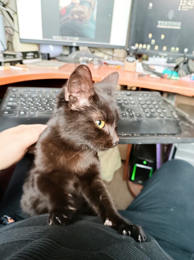 Новый хозяин