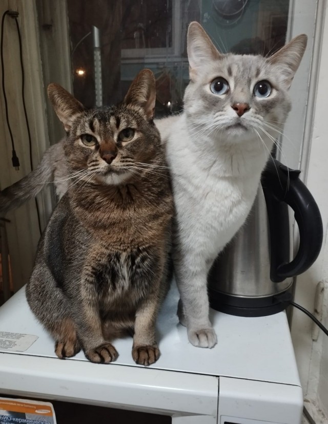 Все собаки дураки!