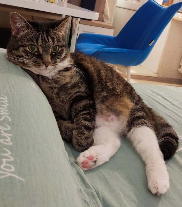 Котовторник!
