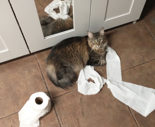 Мой ботанический сад с котами