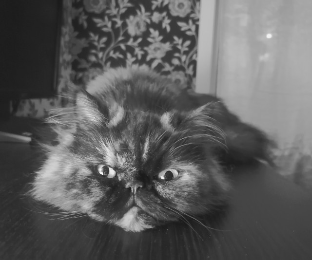 Прикольные морды котов псов к настроению...