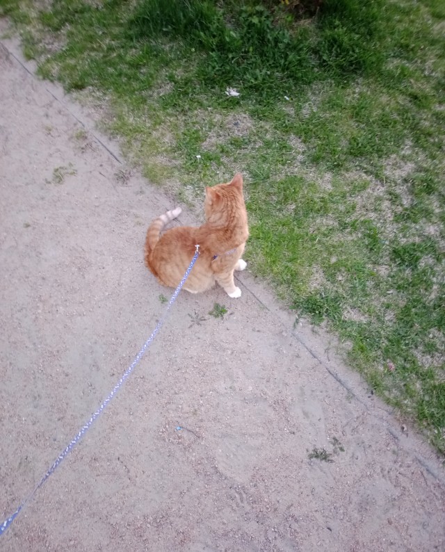Котовторниковая новость: в Санкт-Петербурге нашли кота, которого искали всем городом