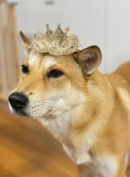 Типичный Китай. В Китае рабочие съели собаку, пока хозяйка отдыхала на Мальдивах