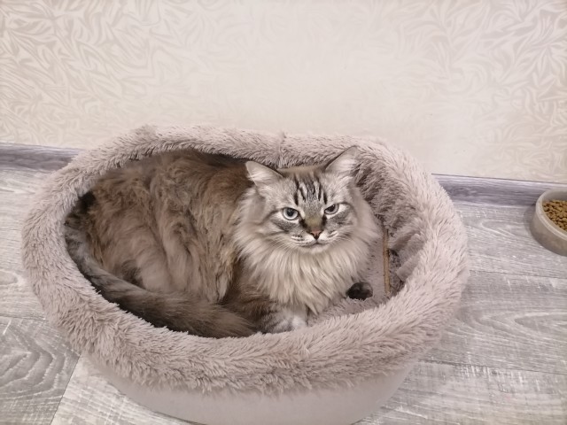 А где котики, сегодня же вторник!