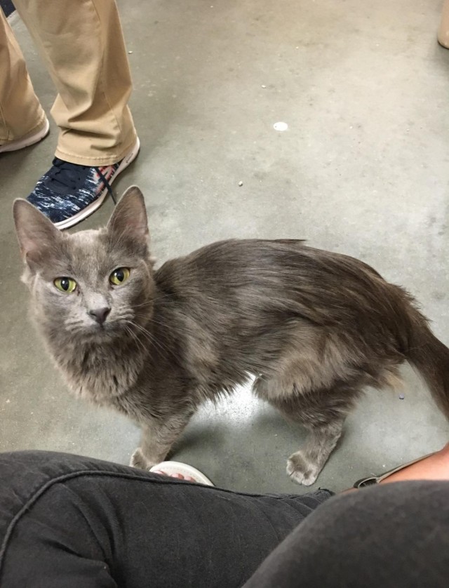 Вот какая стала кошка