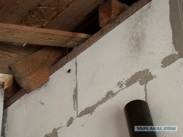 Бомбидарий.