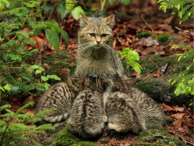 Случайный камуфляж животных