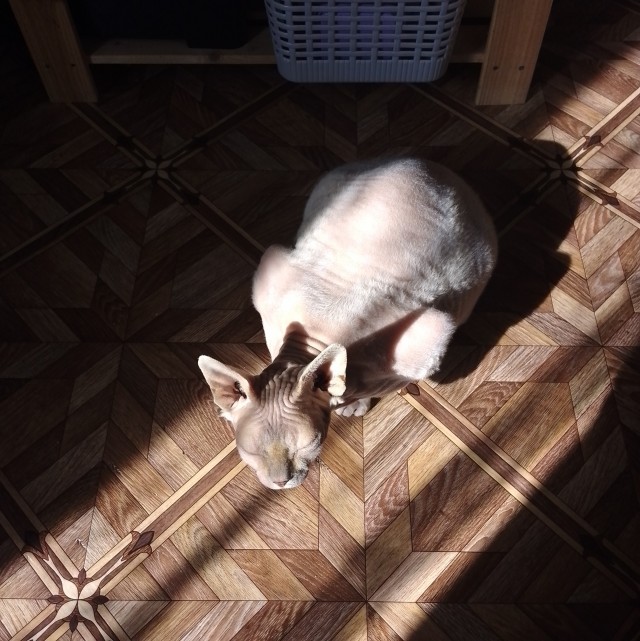 Котовторник. Где коты? Мой вот!