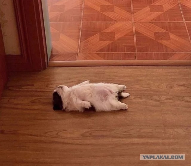 Ты погоду видел, какой гулять?