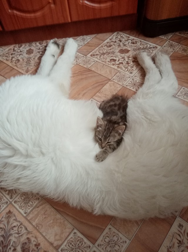 80 г => 3,1 кг (котовторник)