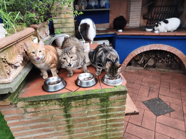 Кошачья команда