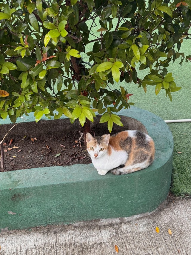 Рандомных фото котов тред