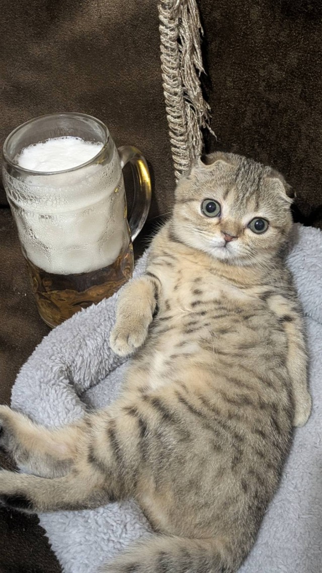Котовторник же!