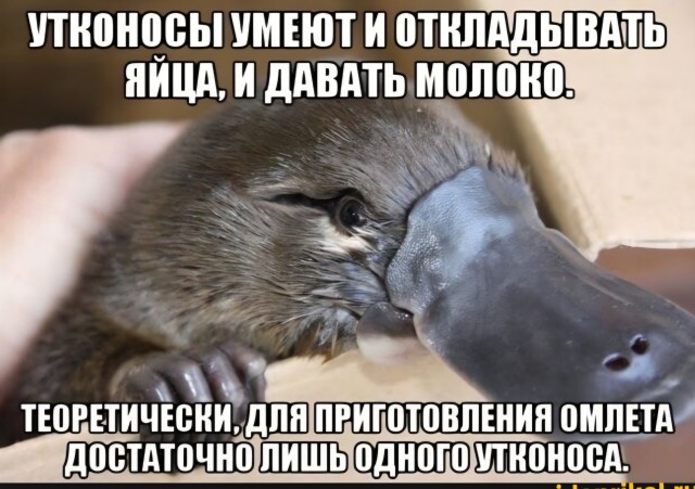 Утконос - Яйцекладущее млекопитающее