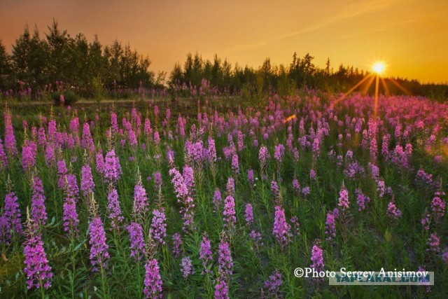 Красота! Лето на Ямале. Фото