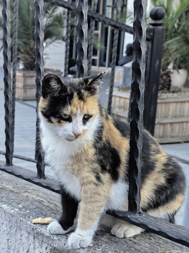 Уличные кошки Стамбула — 2
