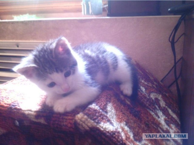 Котовторник  30.07.2013
