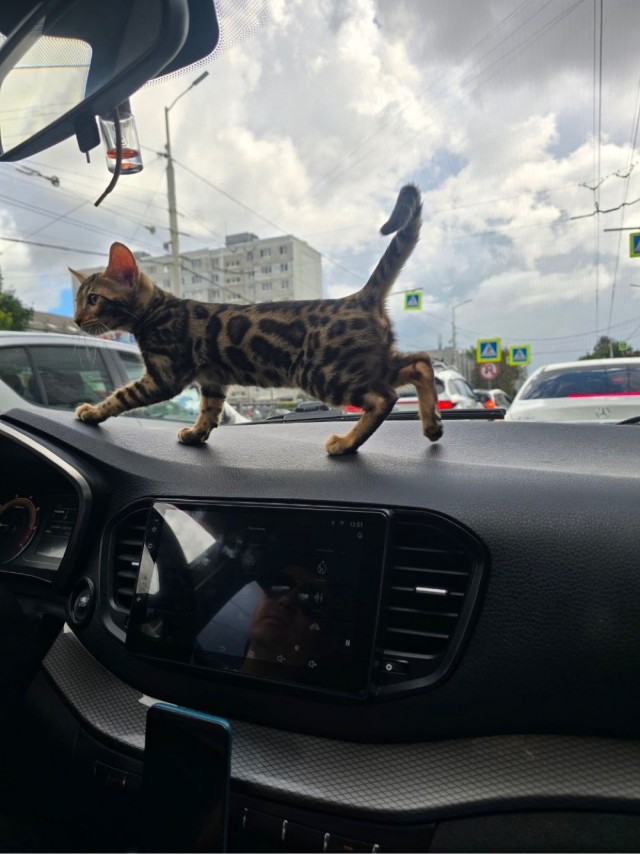 К котовторнику: подборка картинок-баянов с котиками и про котиков. Выпуск 44.