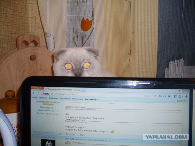 Котовторник 12.11.2013