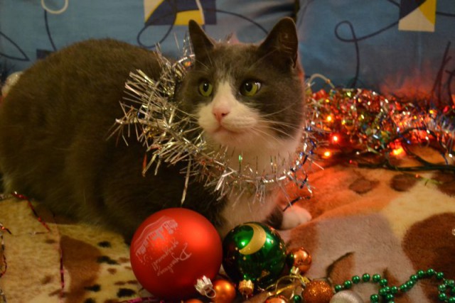 Котовторник   31.12.  2013