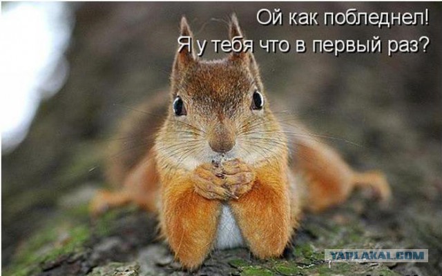 Пьяный мастер