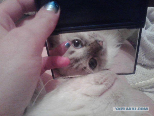 Котовторник  28.01.14