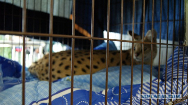 Котовторник 25.02.2014
