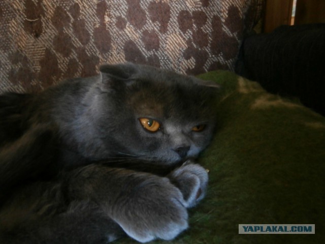 Котовторник 20.05.2014