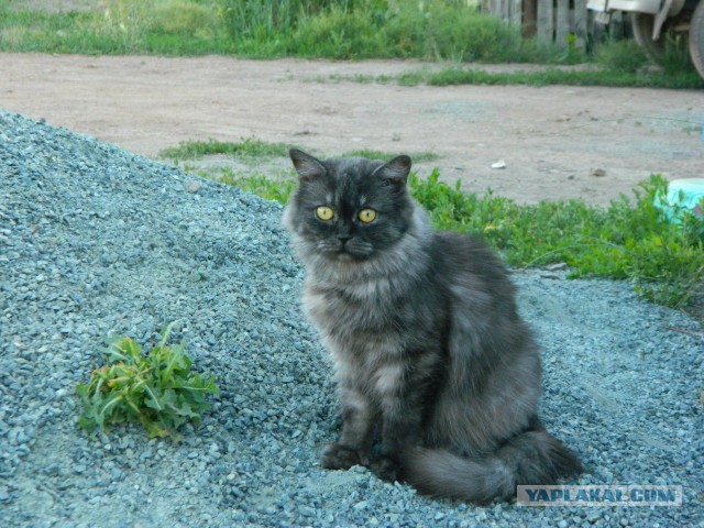 Котовторник 10.06.2014