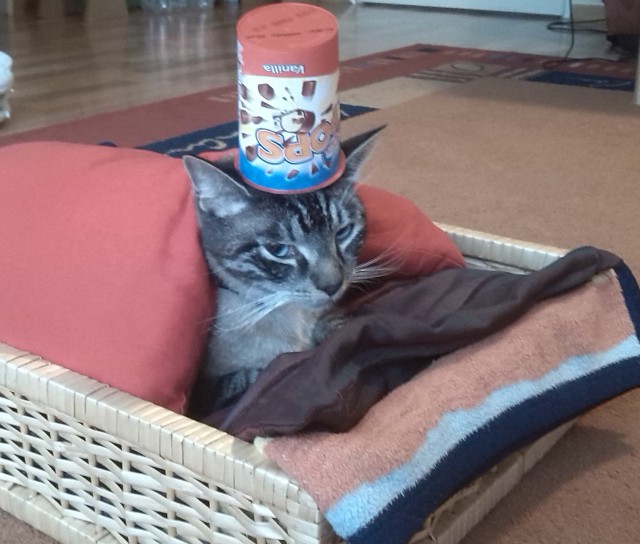 Котовторник 17.06.2014
