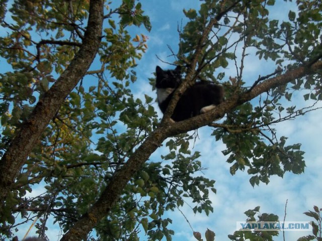 Жизнь домашнего приюта для котеек 17