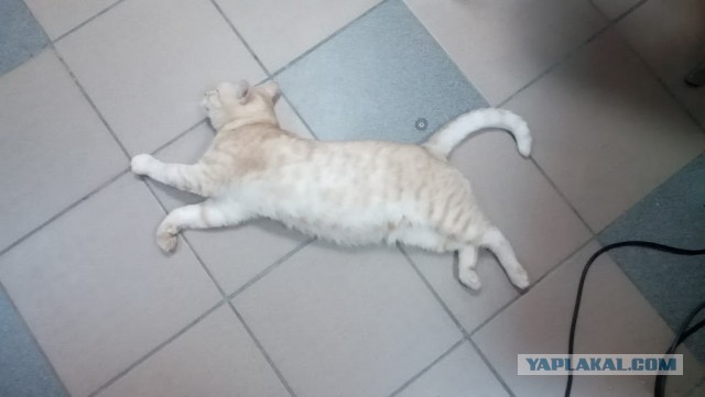 Котовторник 12.08.2014
