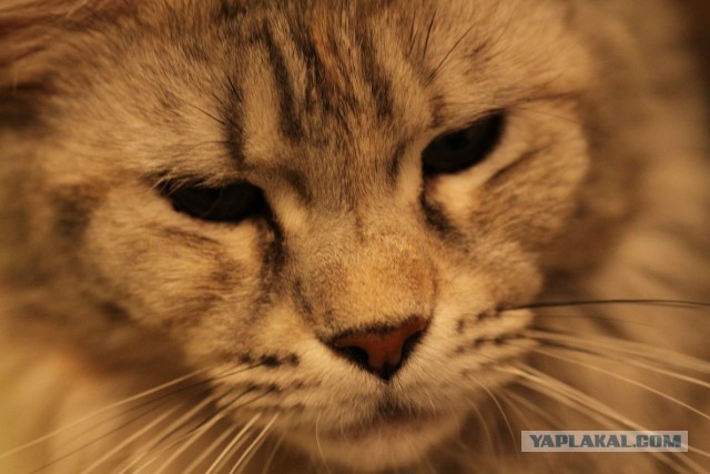 Нужен кот