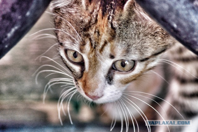 Котовторник 28.10.2014