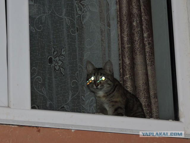 Зарукожопили окно