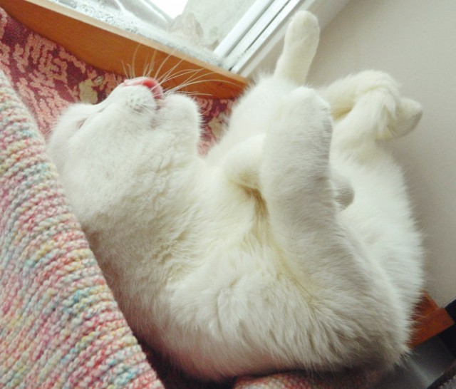 Котовторник