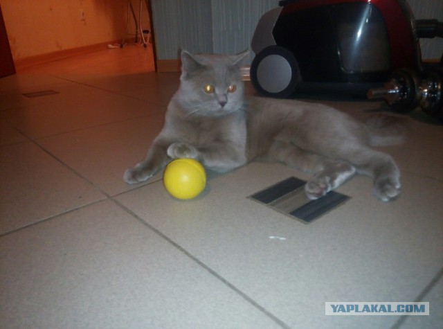 Котовторник